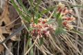 Anthyllis vulneraria